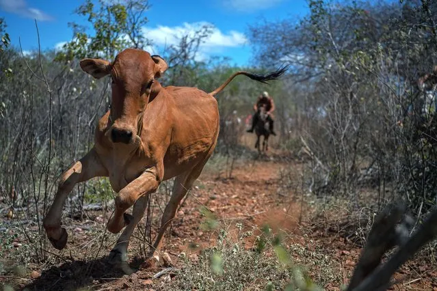 A young bull flees from a Brazilian vaqueiro, or cowboy, competing in the “Pega de Boi” (Ox Catch) tournament in Cabrobo, Pernambuco State, Brazil, on September 4, 2022. The riders compete in pairs to retrieve a cord from a bull which has been released and runs away from them and they are timed on how quickly they can return with the cord. The leather clothing provides them with protection from the dense savannah vegetation which contains a lot of large thorns. Riders have been known to die competing in the tournament (Photo by Carl de Souza/AFP Photo)