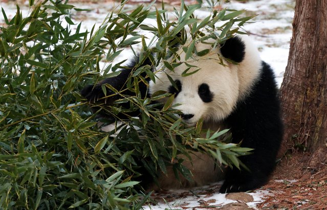 Giant panda Qing Bao sits by bamboo during his public debut at the Smithsonian's National Zoo in Washington, U.S., January 24, 2025. (Photo by Kevin Lamarque/Reuters)