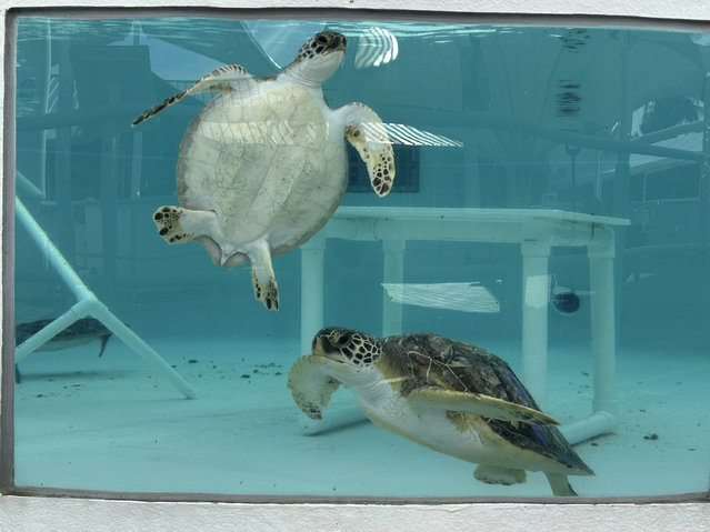 Green sea turtles being treated for cold stunning are seen swimming in a tank at Loggerhead Marinelife Center in Juno Beach, Fla. on Wednesday, January 29, 2025. (Photo by Cody Jackson/AP Photo)