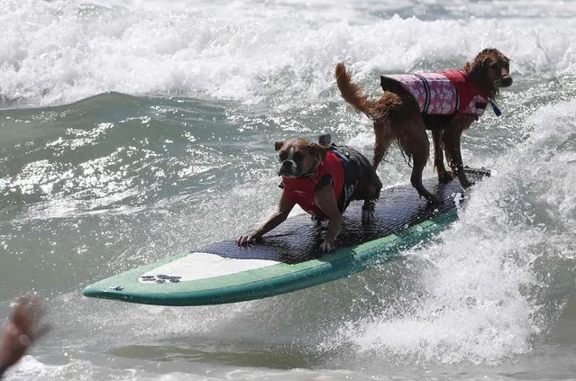 Dogs compete in the 6th Annual Surf City surf dog contest in Huntington Beach, California September 28, 2014. (Photo by Lucy Nicholson/Reuters)