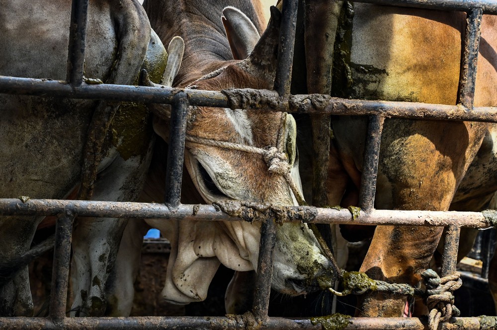 A Look at Life in Indonesia