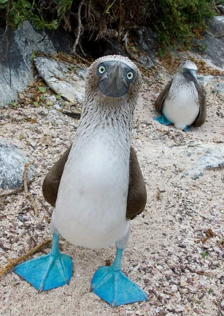 Blue-Footed Booby