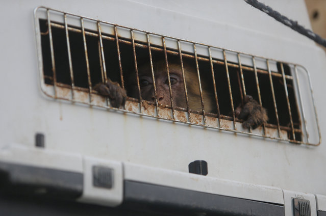 A monkey looks out of a crate on a truck as it waits to leave Gaza after it was evacuated by Four Paws International, at Erez Crossing between Israel and northern Gaza Strip August 24, 2016. (Photo by Ibraheem Abu Mustafa/Reuters)