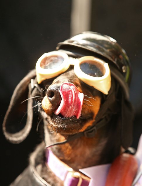 Mini dachshund Chilli, dressed as a biker dog licks her lips as she competes in the Hophaus Southgate Inaugural Best Dressed Dachshund competition on September 19, 2015 in Melbourne, Australia. (Photo by Scott Barbour/Getty Images)