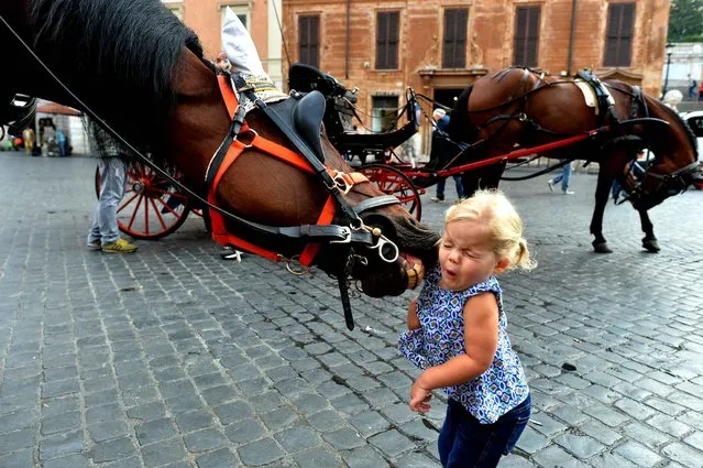 A little girl reacts as a horse from a “Botticelle”, a traditional horse-drawn carriage, tries to catch her at Piazza di Spagna on October 2, 2014 in Rome. The Botticelle are the traditional Roman carriages used by tourists to sight Rome's historical center. (Photo by Alberto Pizzoli/AFP Photo)