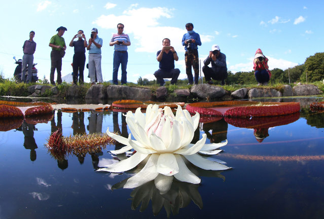 Tourists take pictures of a fully bloomed Victoria lotus (or Victoria amazonica) flower at a lotus garden in Hamyang, 330 kilometers south of Seoul, South Korea, 29 August 2016. The flowering plant is called “Queen of Night” as it blooms only at night. (Photo by EPA/Yonhap)
