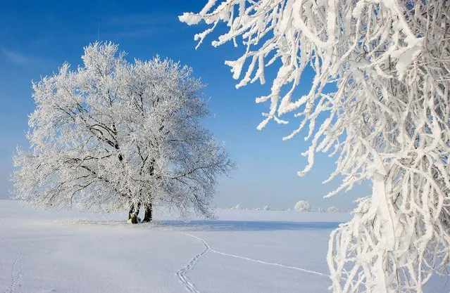 Trees are covered in snow and hoar frost on December 30, 2010 in Sieversdorf, Germany. (Photo by Patrick Pleul/AFP Photo)