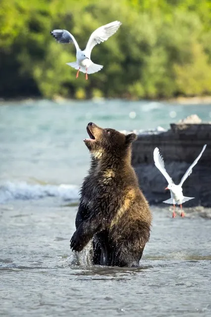 The bear playing with seagulls  in Kurlie Lake, Kamchatka Island in Russia. (Photo by Rosh Kumar/Caters News Agency)