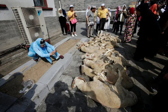 A woman takes pictures of the goats prepared for sacrifice during Eid al-Adha festival at Niujie mosque in Beijing, China September 12, 2016. (Photo by Jason Lee/Reuters)