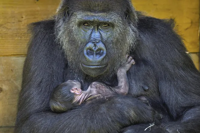 Nine-year-old Kala, a western lowland gorilla, cradles her 24-hour-old baby, which she gave birth to on Wednesday, in the Gorilla House at the Zoo Gardens in Bristol, England, Thursday August 20, 2020. The new born gorilla joins a troop of six gorillas at the Zoo, which are part of a breeding program to help safeguard the future of western lowland gorillas of the Monte Alen National Park, Equatorial Guinea. (Photo by Ben Birchall/PA Wire via AP Photo)