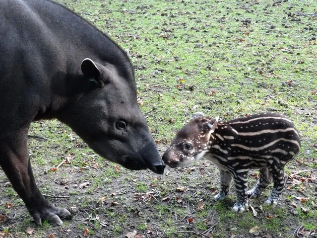 Undated handout photo issued by the Cotswold Wildlife Park of baby Tapir Lolita, with her mother Cali, Lolita  is the first Tapir born at the Park since 2006. (Photo by Cotswold Wildlife Park/PA Wire)