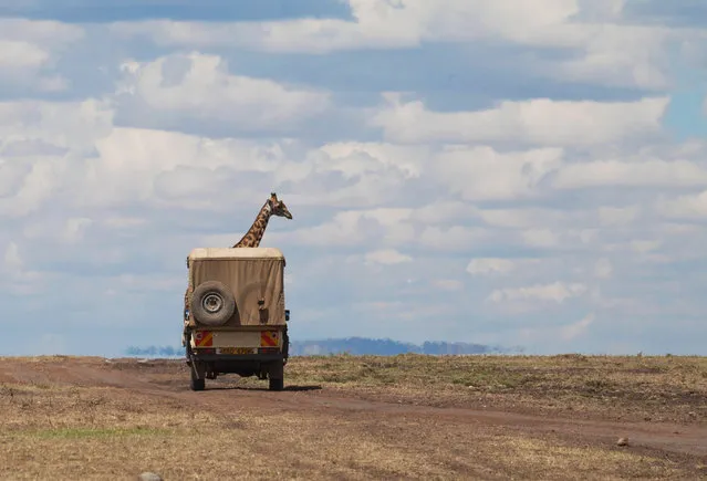 A giraffe appearing to poke it's neck out of a truck. (Photo by Marilyn Parver/Comedy Wildlife Photography Awards/Mercury Press)