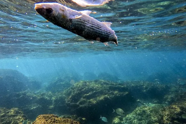 A dead fish floats in the Mediterranean Sea in Gador sea reserve, Hadera, northern Israel, Saturday, October 29, 2022. Climate change, invasive species and explosive human activity are threatening what remains of the eastern Mediterranean's severely impacted ecosystems. (Photo by Ariel Schalit/AP Photo)