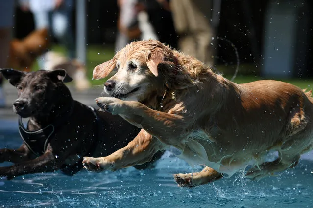 Dogs jump into the water during a dog swim day at an open-air pool in Munich, Germany, September 11, 2020. (Photo by Andreas Gebert/Reuters)