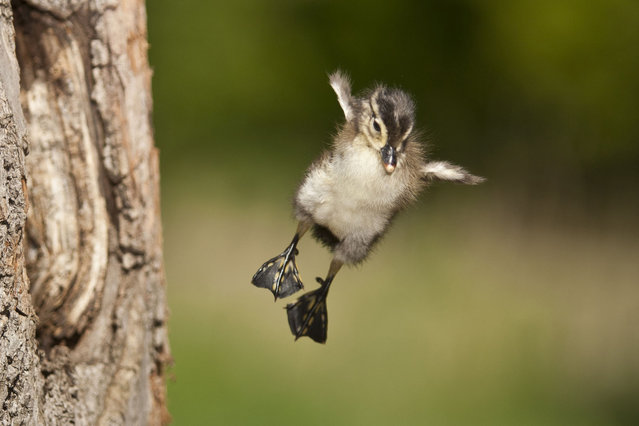 A young wood duck leaps to the ground from its nest in a tree in southern Minnesota. (Photo by Stan Tekiela/Getty Images)