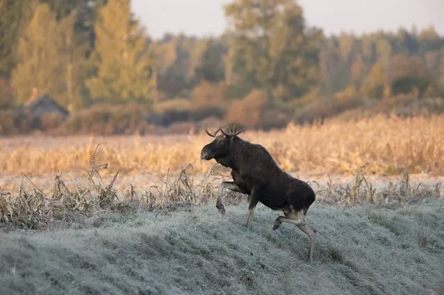 An elk runs in a field during a frosty autumn morning near the village of Astanovka, north of Minsk, in the remote corner of Belarus, October 16, 2015. (Photo by Vasily Fedosenko/Reuters)