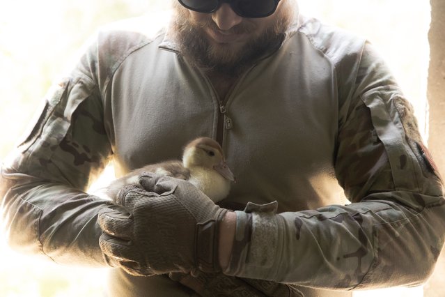 A Ukrainian servicemen of the Spartan Brigade holds a ducking during a combined mental resilience and combat training exercise in Dnipropetrovsk region, on July 14, 2025, amid the Russian invasion of Ukraine. US President Donald Trump has told Russia to end its war in Ukraine within 50 days or face massive new economic sanctions, as he voiced fresh frustration with Moscow and laid out an arrangement with NATO to supply Kyiv with new military aid sponsored by the alliance's member countries. (Photo by Roman Pilipey/AFP Photo)