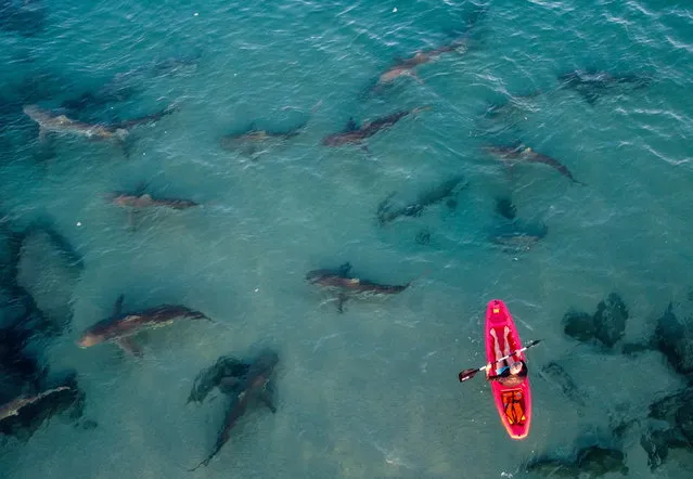 A picture taken with a drone shows a kayaker and a group of sharks below him in the shallow water near the hot water stream of the Orot Rabin power plant in the Mediterranean Sea, northern city of Hadera, Israel, 29 December 2022. In recent years, a group of dusky sharks and sandbar sharks appear every winter in front of the hot water stream of the Orot Rabin Israeli power plant in Hadera. The special phenomenon attracts people for a rare opportunity to closely examine the wild animal. (Photo by Abir Sultan/EPA/EFE)