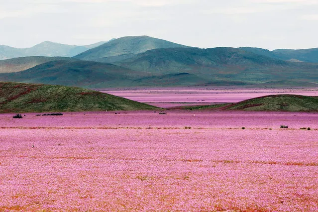 A picture made available on 25 October 2015 of a general view over a mallow field in the Atacama region, 750 kilometers north of Santiago de Chile, Chile, 21 October 2015. Every five to seven years, the arid Atacama desert becomes a mallow colored flower carpet, as the amount of rain that came down over the hostile northern land during the last months led to the most spectacular blossoming of the past 18 years. (Photo by Mario Ruiz/EPA)