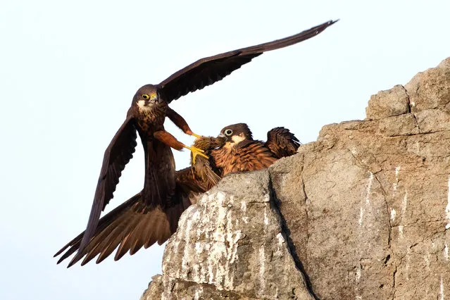 Winner – 2020, Rising Star Portfolio: Eleonora’s gift by Alberto Fantoni, Italy. On the steep cliffs of a Sardinian island, a male Eleonora’s falcon brings his mate food – a small migrant, probably a lark, snatched from the sky as it flew over the Mediterranean. (Photo by Alberto Fantoni/Wildlife Photographer of the Year 2020)