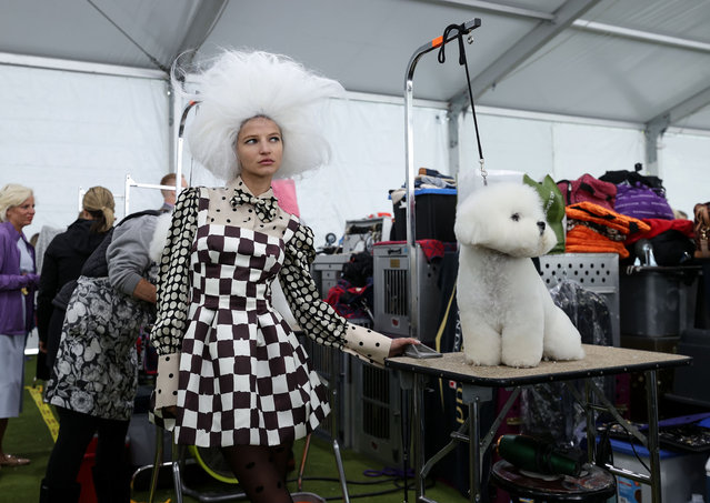 A dog is being prepared for the 148th Annual Westminster Dog Show at Arthur Ashe Stadium in New York City, United States on May 13, 2023. The animals and their owners as they are prepared for the competition. The winner of the competition will be announced on Tuesday. (Photo by Lokman Vural Elibol/Anadolu via Getty Images)