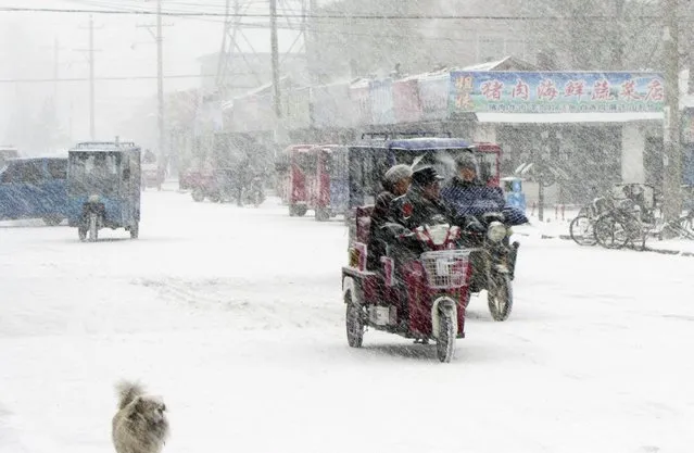 Residents ride their electric bicycles in heavy snowfall at Hulun Buir, north China's Inner Mongolia Autonomous Region, China, October 26, 2015. According to local media the snow started on Monday has caused inconvenience for people's lives and traffic in several different areas in Hulun Buir. (Photo by Reuters/China Daily)