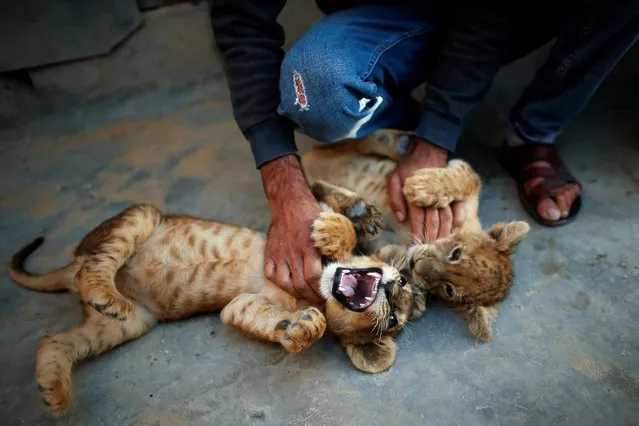 Palestinian man Naseem Abu Jamea plays with his pet lion cubs that he keeps on his house rooftop after buying them from a local zoo, in Khan Younis, in the southern Gaza Strip on November 10, 2020. (Photo by Suhaib Salem/Reuters)