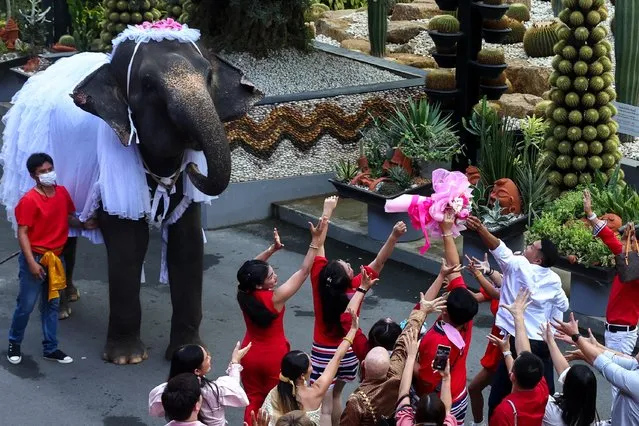 An elephant throws a flower bouquet towards couples, during a Valentine's Day celebration at the Nong Nooch Tropical Garden in Chonburi, Thailand on February 14, 2023. (Photo by Athit Perawongmetha/Reuters)