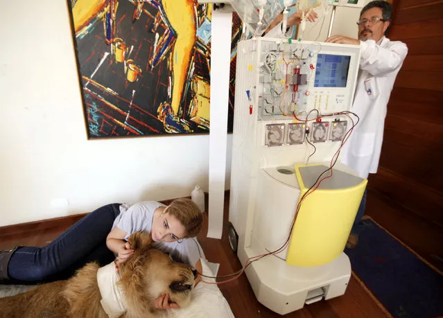 Veterinary physiotherapist Livia Pereira (L) holds the head of paralyzed lion Ariel as a veterinary works on plasma exchange treatment machine in the living room of Pereira's home in Sao Paulo July 20, 2011. Pereira's home has turned into a hospital since the three-year-old lion started a landmark treatment to cure a rare autoimmune disease which paralyzed its legs about a year earlier. (Photo by Nacho Doce/Reuters)