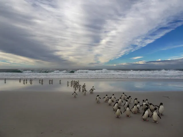 Saunders Island, Falkland Islands. Photographer Jay Dickman writes: ‘This particular afternoon on Saunders Island was quite beautiful, with the lowering sun providing a warm light that washed the wildlife and landscape. As I watched, cycles of waves pounding the shoreline would reveal groups of penguins making their transition from the surf of the South Atlantic Ocean to the sandy shore. (Photo by Jay Dickman/National Geographic)