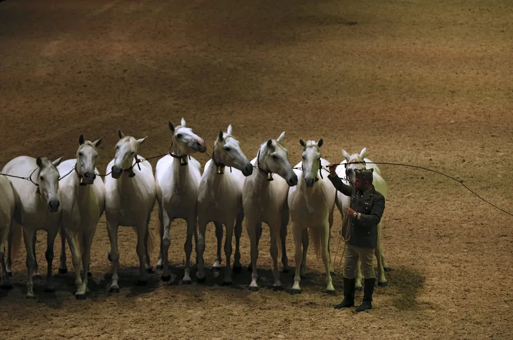 Sicab International Pre Horse Fair in Spain