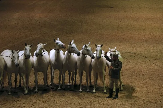 Purebred Spanish mares are led by a Spanish army trainer during the opening show of the Sicab International Pre Horse Fair which is dedicated in full and exclusively to the purebred Spanish horse in the Andalusian capital of Seville, southern Spain, November 17, 2015. (Photo by Marcelo del Pozo/Reuters)