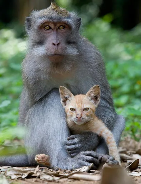 Monkey Adopts Kitten By Anne Young