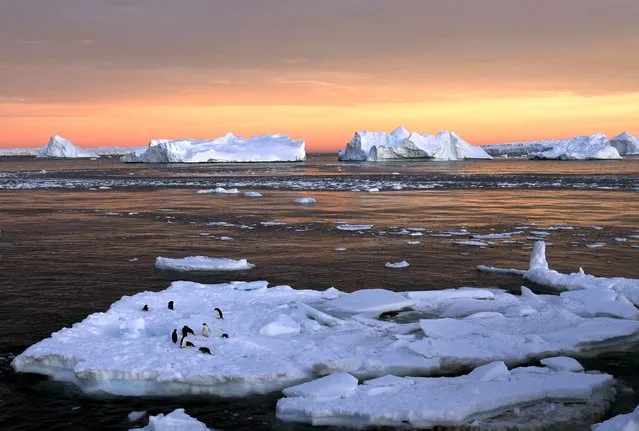 Adelie penguins stand atop ice near the French station at Dumont d'Urville in East Antarctica in this January 22, 2010 file photo. (Photo by Pauline Askin/Reuters)