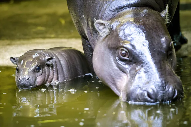 An unnamed three-week-old baby pygmy hippopotamus calf stays close to its mother, Sirana's, legs as it explores Bristol Zoo's hippo house in London, England on November 19, 2015. (Photo by Ben Birchall/PA Images/Startraksphoto)