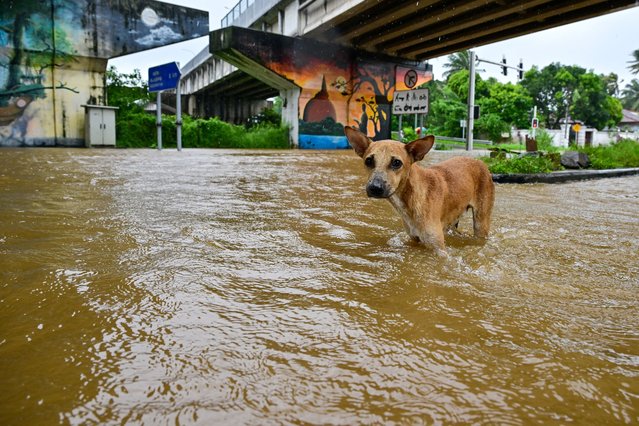 A stray dog wades through a flooded road after heavy rainfall in Kaduwela on the outskirts of Colombo on November 28, 2025. Sri Lanka deployed the military for relief and rescue operations on November 28 as the death toll from floods and landslides across the island rose to 56, with another 21 people missing. (Photo by Ishara S. Kodikara/AFP Photo)