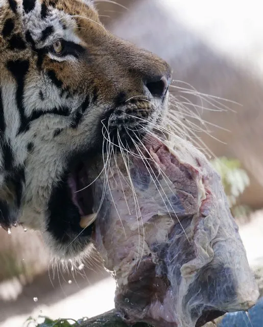 A Siberian tiger eats frozen meat during a hot summer day at Rio de Janeiro's zoo January 13, 2015. (Photo by Sergio Moraes/Reuters)