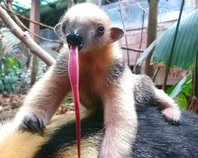 A baby tamandua, or anteater, named Poco sticks out its tongue on May 31, 2018. ZSL London Zoo is celebrating the creature’s surprise birth after they found a male to be the companion of its mother Ria last October. (Photo by ZSL London Zoo/PA Wire)
