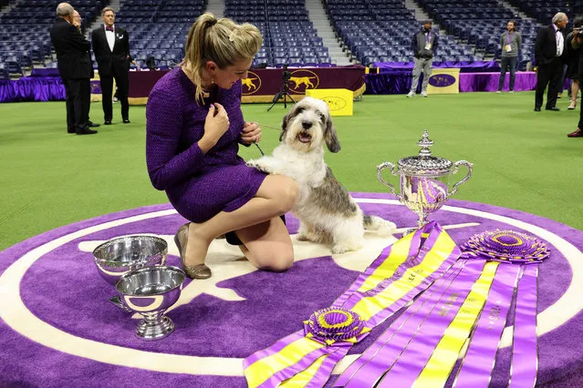Janice Hayes and Buddy Holly, the Petit Basset Griffon Vendeen, winner of the Hound Group, wins Best in Show at the 147th Annual Westminster Kennel Club Dog Show Presented by Purina Pro Plan at Arthur Ashe Stadium on May 09, 2023 in New York City. (Photo by Cindy Ord/Getty Images for Westminster Kennel Club)
