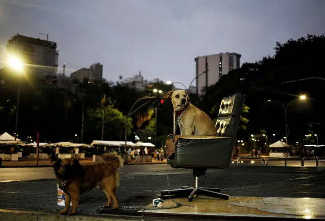 Dogs are pictured along a street in Sao Paulo, Brazil, November 6, 2016. (Photo by Nacho Doce/Reuters)
