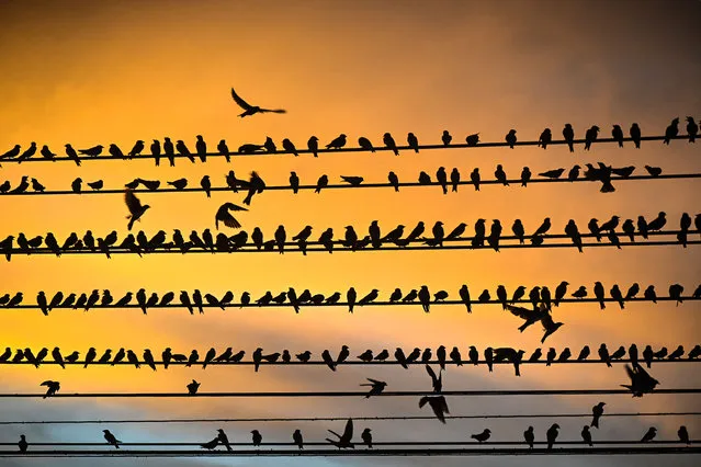 Swallows perch on electrical power lines at sunset in Eldorado dos Carajas, Para state, Brazil, on April 19, 2023. (Photo by Nelson Almeida/AFP Photo)