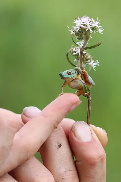 “Take My Strong Hand”. Sitting in the grass in a remote valley in the southern highlands of Tanzania, watching male buff-shouldered widowbirds displaying to females, we spied what we thought was a little green bug napping in the nook of a flower. And so started our spontaneous moment with this little green frog. It remains as one of our favourite moments from our three month visit. Location: Mtitu Valley, Tanzania, Africa. (Photo and caption by Julia Ormond/National Geographic Traveler Photo Contest)
