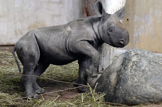 The newborn black rhinoceros Olmoti explores its compound at the yoo in Zurich, Switzerland, Wednesday, January 21, 2015. The cub was born on Dec. 28, 2014 and is the first of its kind since 18 years. (Photo by Walter Bieri/AP Photo/Keystone)