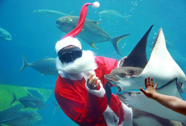 A South African diver dressed as Santa Claus feeds a ray during a show before Christmas at Africa's largest marine theme park, the South African Marine Biological Research (SAMBR) Sea World based at the uShaka Marine World in Durban on December 22, 2015.
uShaka Marine is home to more than 200 marine species and attracts around 180 000 local and international tourists during the Christmas and holiday festive period. (Photo by Rajesh Jantilal/AFP Photo)
