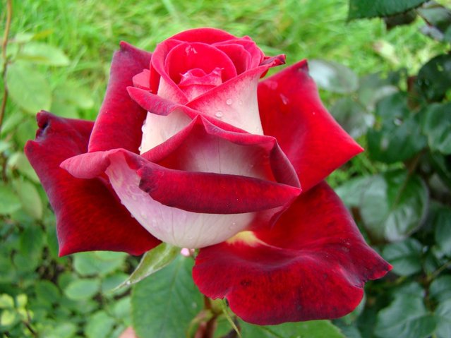 Osiria Rose