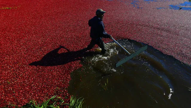 In this October 11, 2016 photo, farmworker Felix Barrveta uses a paddle to move cranberries during harvest in Ilwaco, Wash. This year’s estimated crop of about 170,000 barrels (8,500 tons) of cranberries puts the apple-giant state fifth in the U.S. behind Wisconsin and Massachusetts, the two states that produce the bulk of the crop. (Photo by Ted S. Warren/AP Photo)