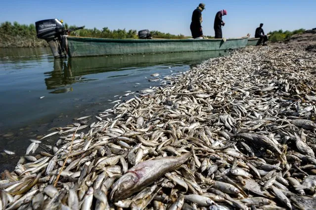 Fishermen stand in a boat as they inspect thousands of dead fish floating by the bank of the Amshan river, which draws its water from the Tigris, in Iraq's southeastern Maysan governorate on July 3, 2023. Thousands of dead fish were found on the banks of the river in a disaster that could be linked to the consequences of a drought, prompting authorities to open an investigation. (Photo by Asaad Niazi/AFP Photo)