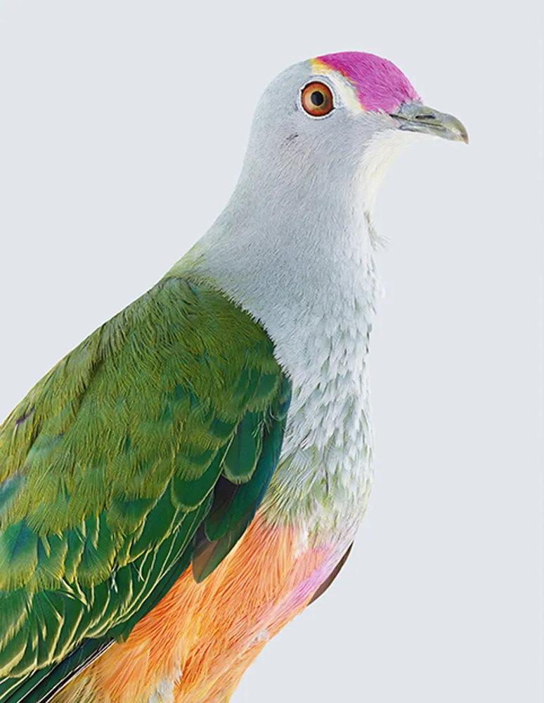 Rare Colorful Pigeons