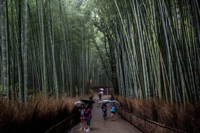 Tourists walk through the famous Sagano Bamboo Forest on September 6, 2015 in Kyoto, Japan. The famous city of Kyoto is going through a massive tourism boom. It recently won the title of World's Best City 2015, for the second consecutive year, in the consumer travel magazine Travel+Leisure, World's Best Awards. (Photo by Chris McGrath/Getty Images)
