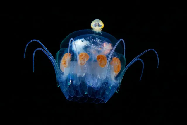 Hyperiidea on Nausithoe jellyfish. (Photo by Ryo Minemizu/The Guardian)